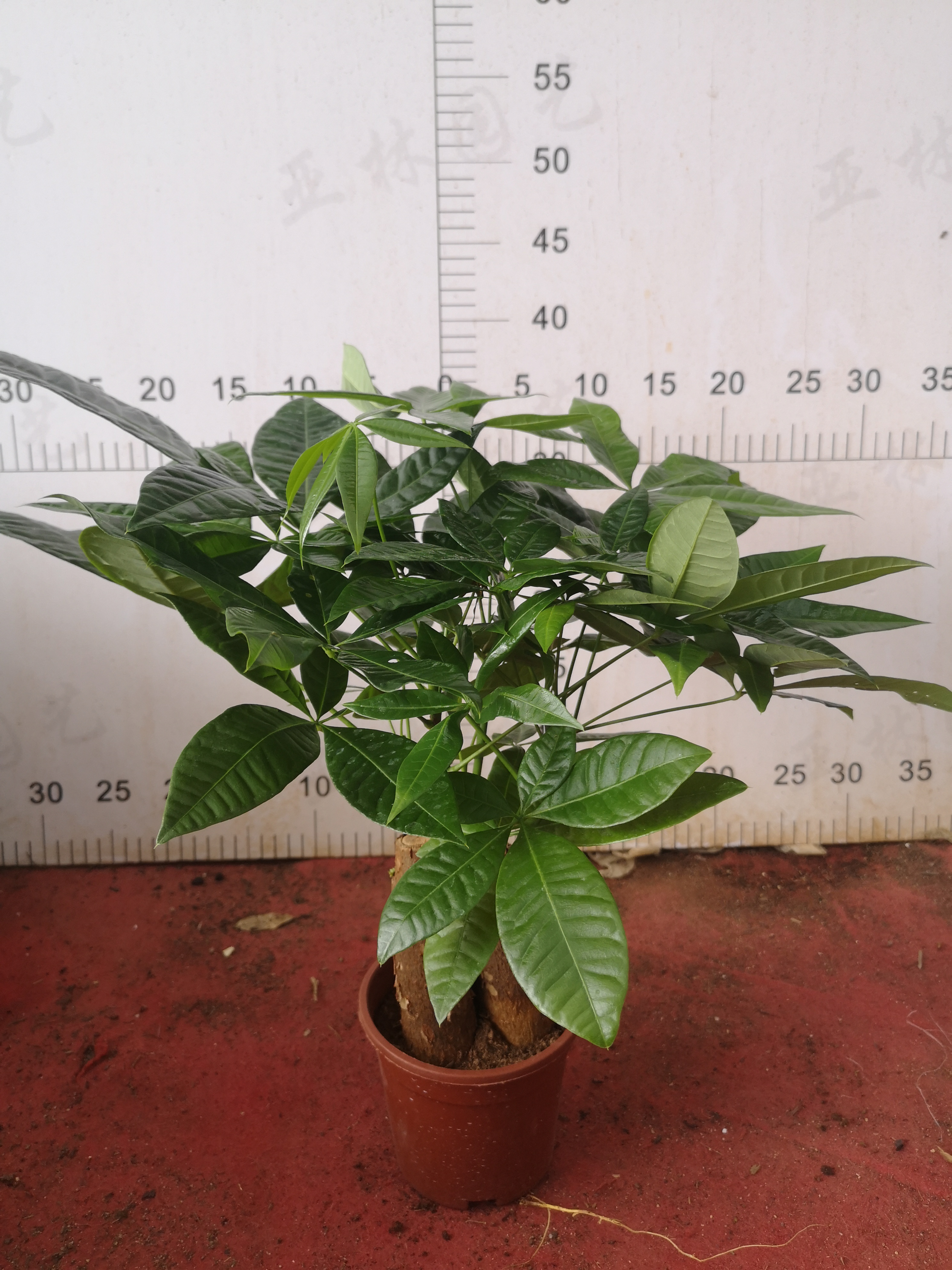 發(fā)財(cái)樹120#三棵懶人植物室內(nèi)盆栽好養(yǎng)活綠植原裝盆三棵凈化空氣迷你小盆栽