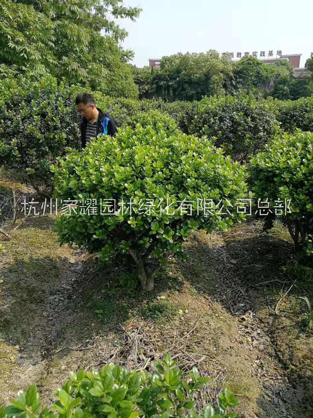 無刺枸骨種植，無刺枸骨批發(fā)，無刺枸骨銷售，無刺枸骨基地