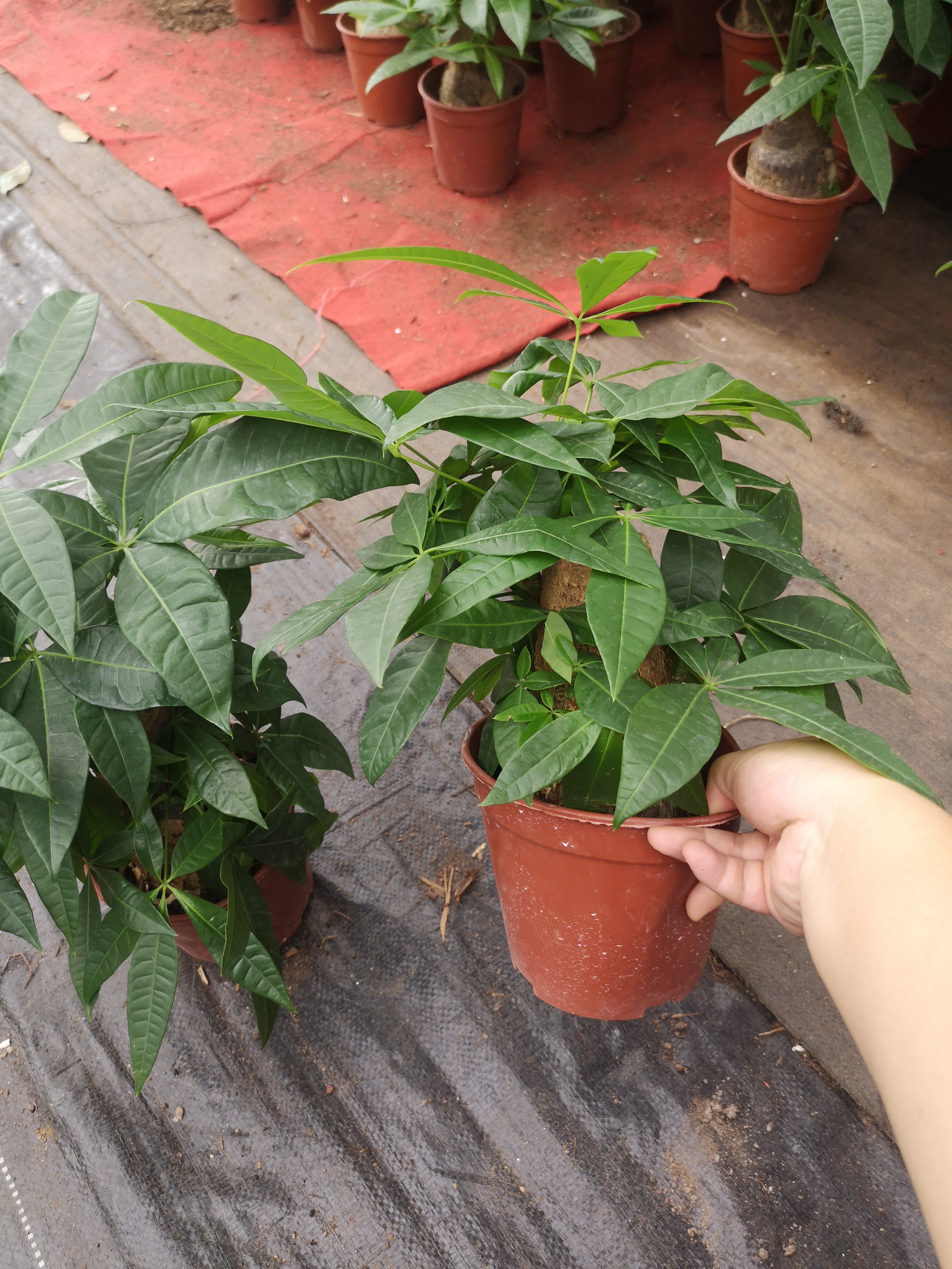 發(fā)財(cái)樹140#B級(jí)懶人植物室內(nèi)擺放綠植好養(yǎng)活凈化空氣質(zhì)量迷你盆栽