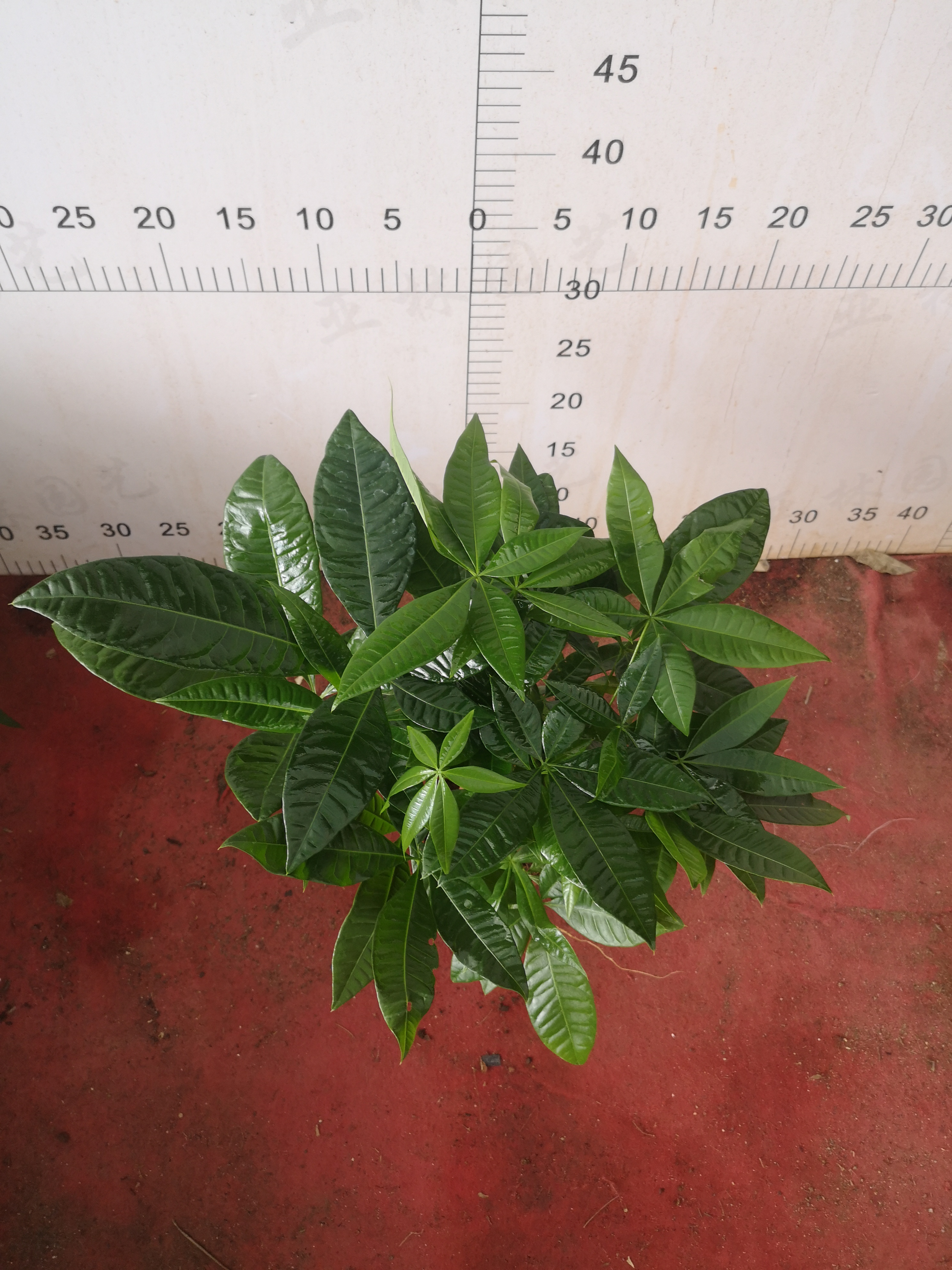 發(fā)財(cái)樹120#三棵懶人植物室內(nèi)盆栽好養(yǎng)活綠植原裝盆三棵凈化空氣迷你小盆栽