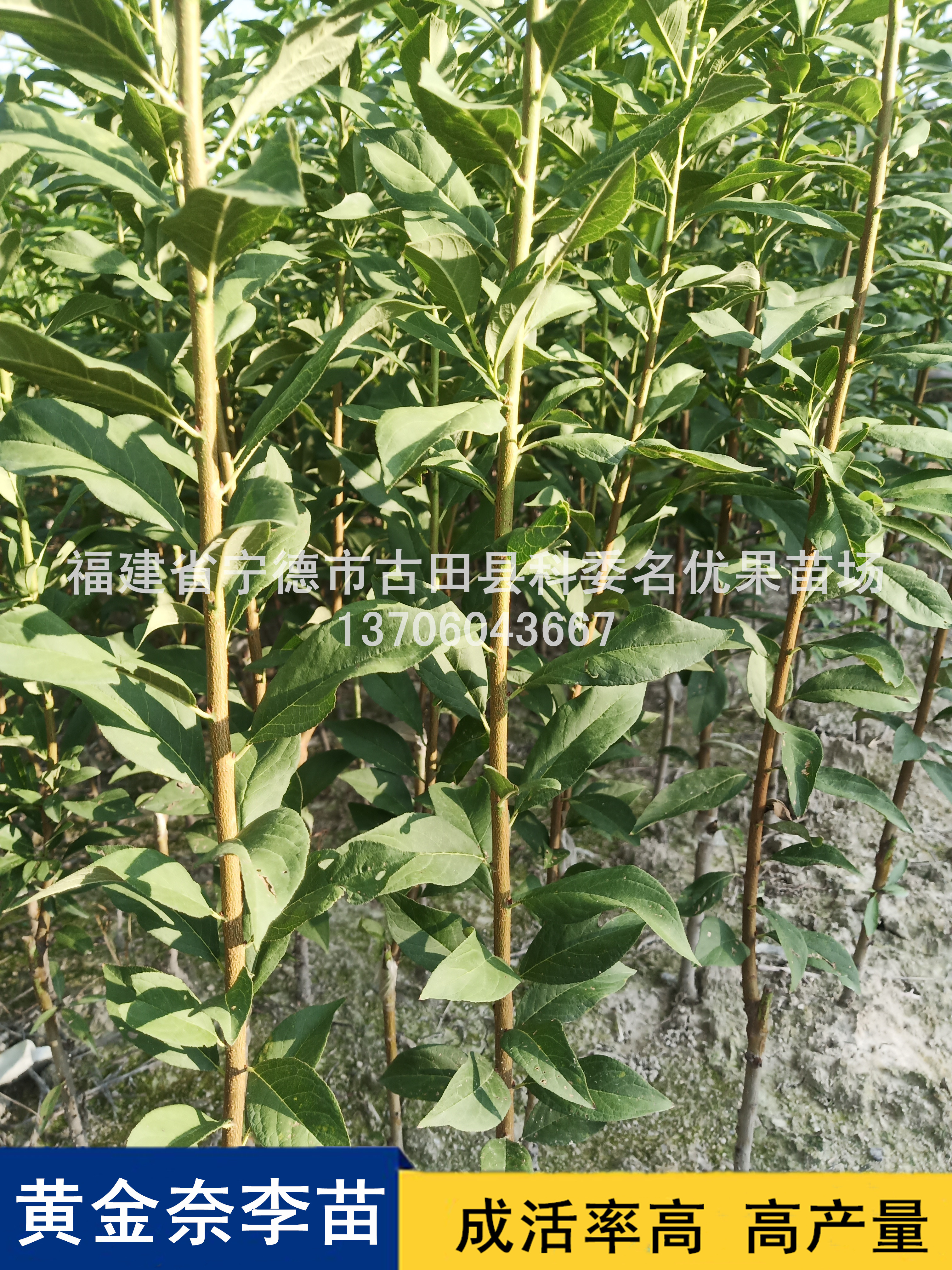 梧州黃金奈李苗批發(fā)價，梧州專業(yè)培育黃金奈李苗種植基地，梧州優(yōu)質(zhì)黃金奈李苗供應(yīng)商