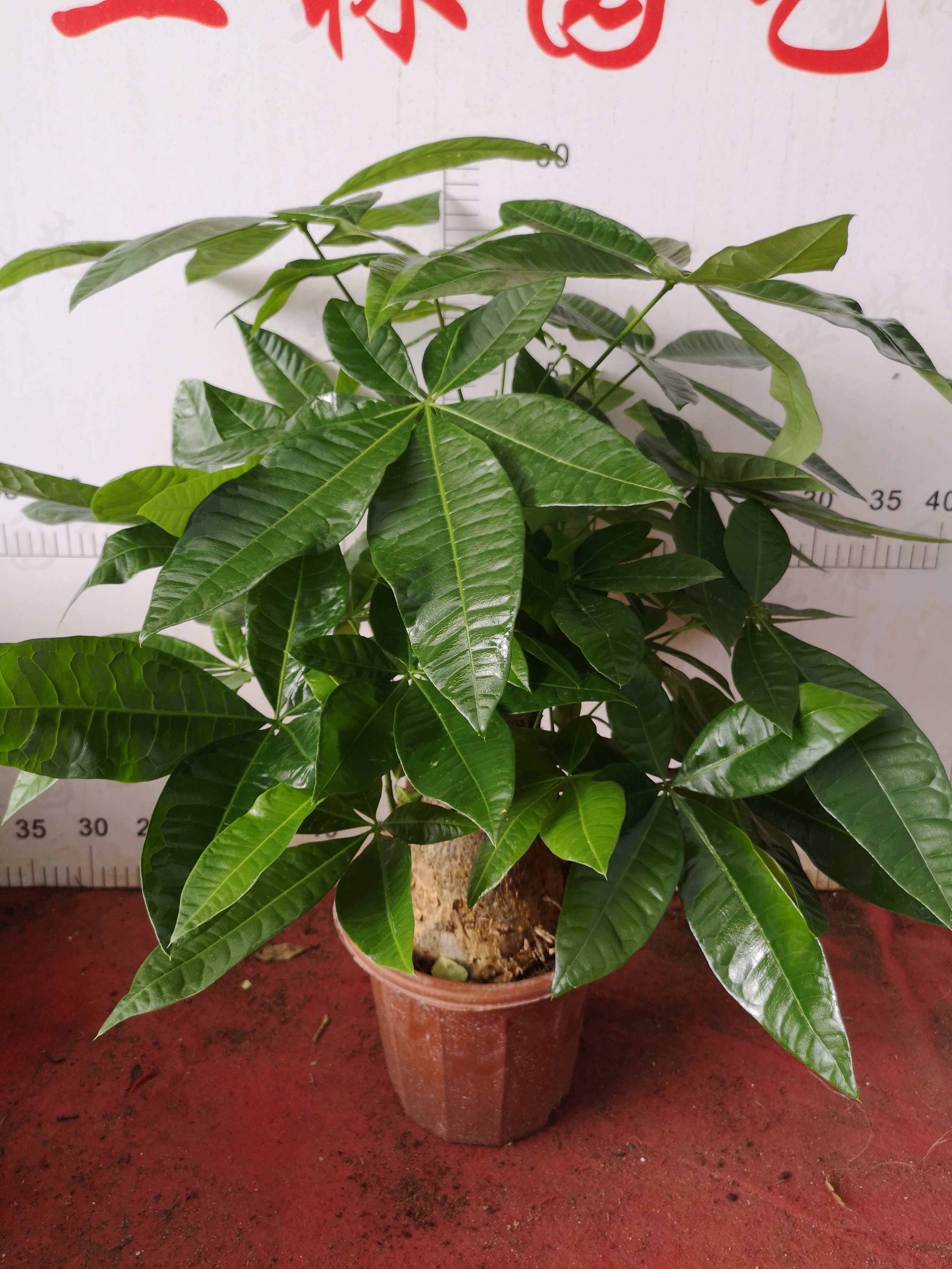 發(fā)財樹250#懶人植物室內(nèi)擺放迷你盆栽凈化空氣質(zhì)量小綠植好養(yǎng)活