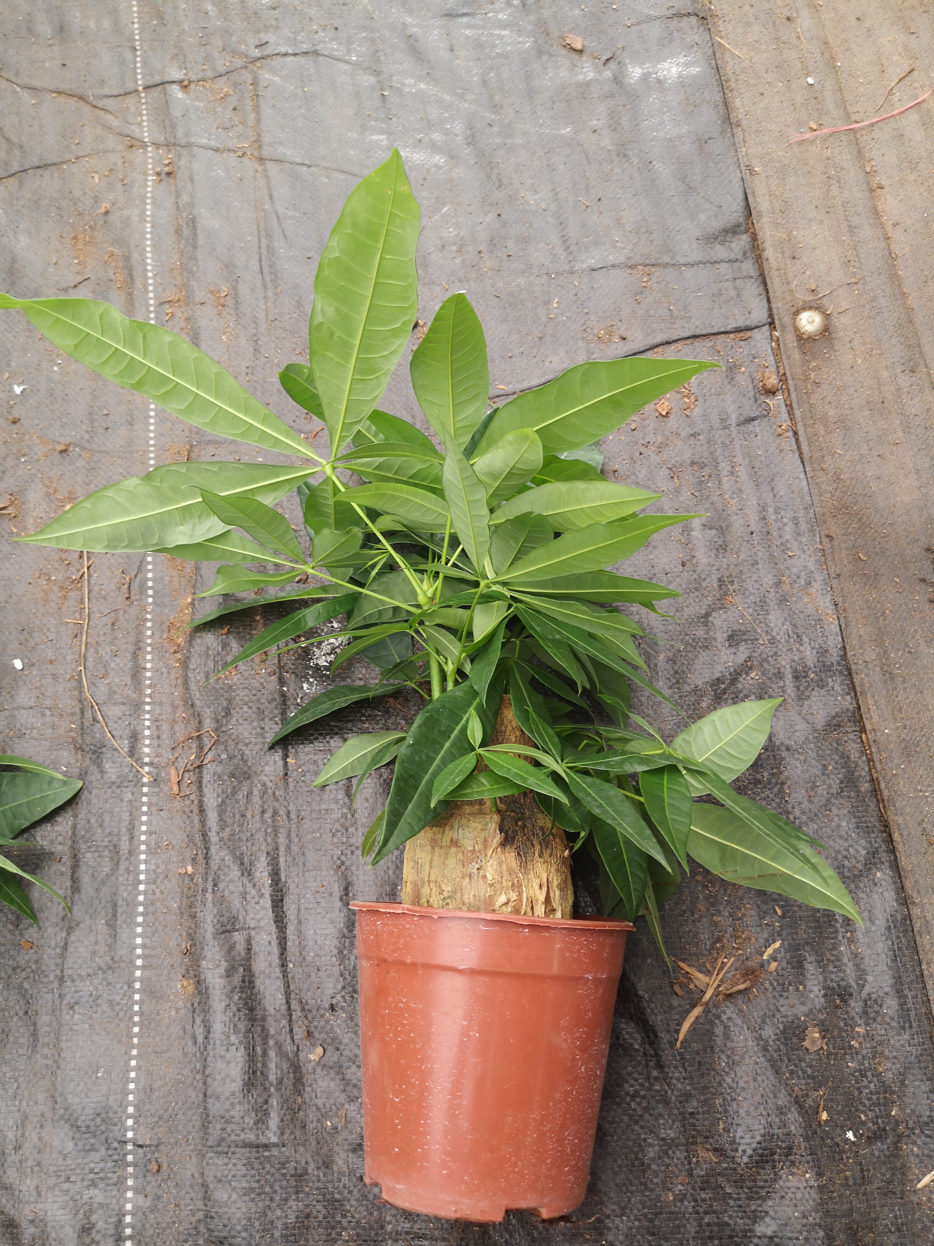 發(fā)財(cái)樹140#B級(jí)懶人植物室內(nèi)擺放綠植好養(yǎng)活凈化空氣質(zhì)量迷你盆栽