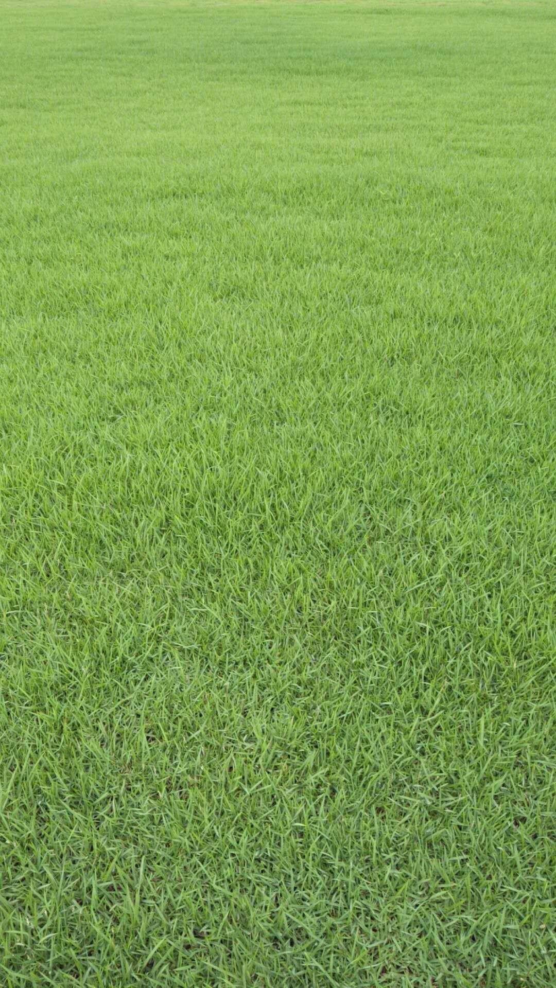 百色蘭引三號草批發(fā)基地_廣西河池蘭引三號草價格_【廣西玉林蘭引三號草批發(fā)】
