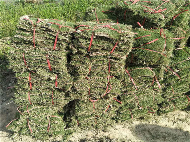 廣西臺灣草批發(fā)基地_廣西桂林臺灣草價格_【廣西北海臺灣草批發(fā)】