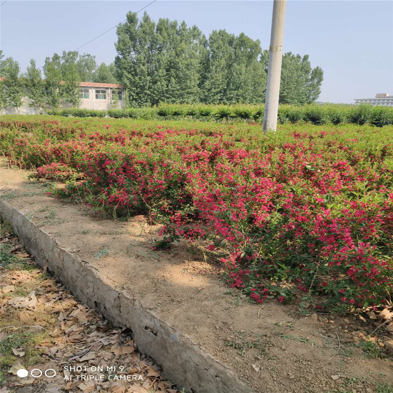 山東紅王子錦帶基地暢購無憂好貨價低