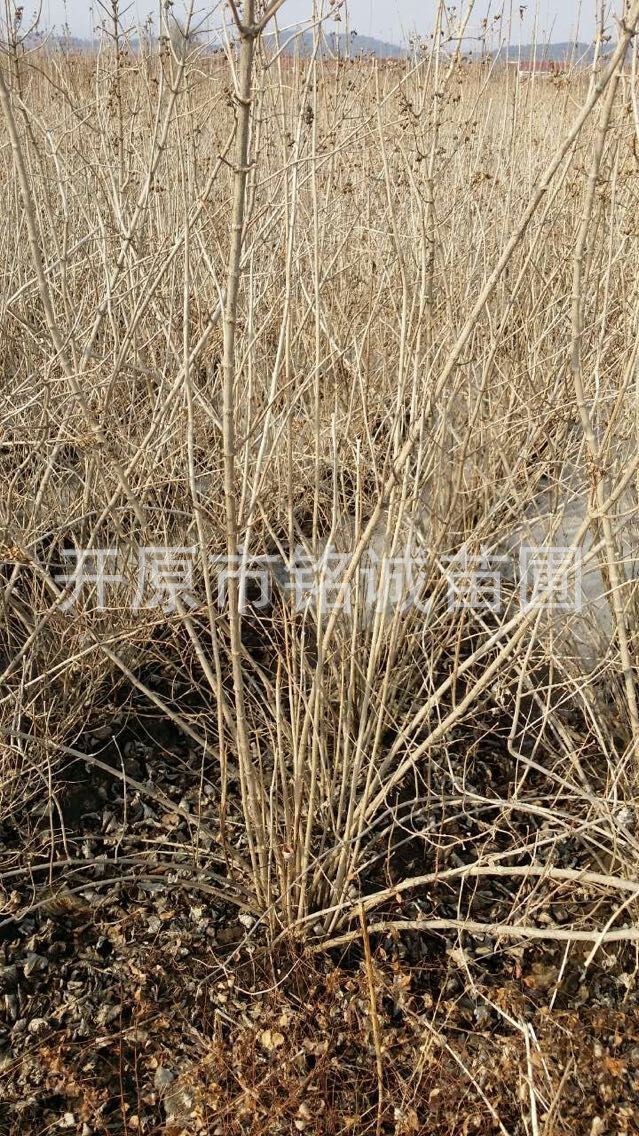 遼寧3-5分支山梅花基地-遼寧3-5分支山梅花批發(fā)價(jià)格-【開原市銘誠苗圃】