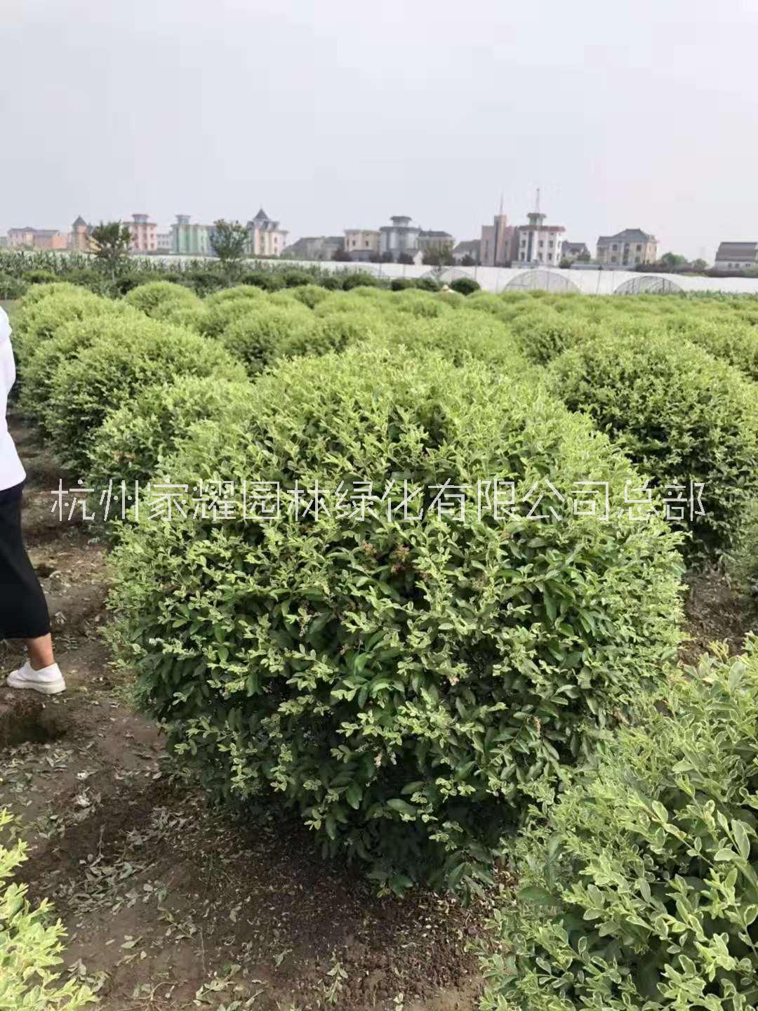 銀姬小蠟價格，銀姬小蠟批發(fā)，銀姬小蠟銷售，銀姬小蠟基地