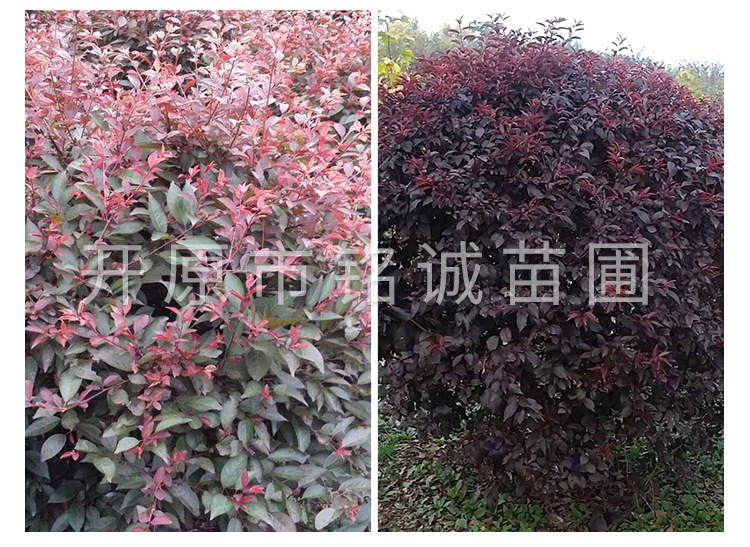 遼寧紅葉李球基地-遼寧紅葉李球批發(fā)價(jià)格-【開原市銘誠苗圃】