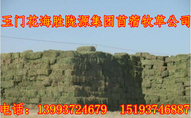 頭茬苜蓿草批發(fā) 優(yōu)質(zhì)苜蓿草價(jià)格