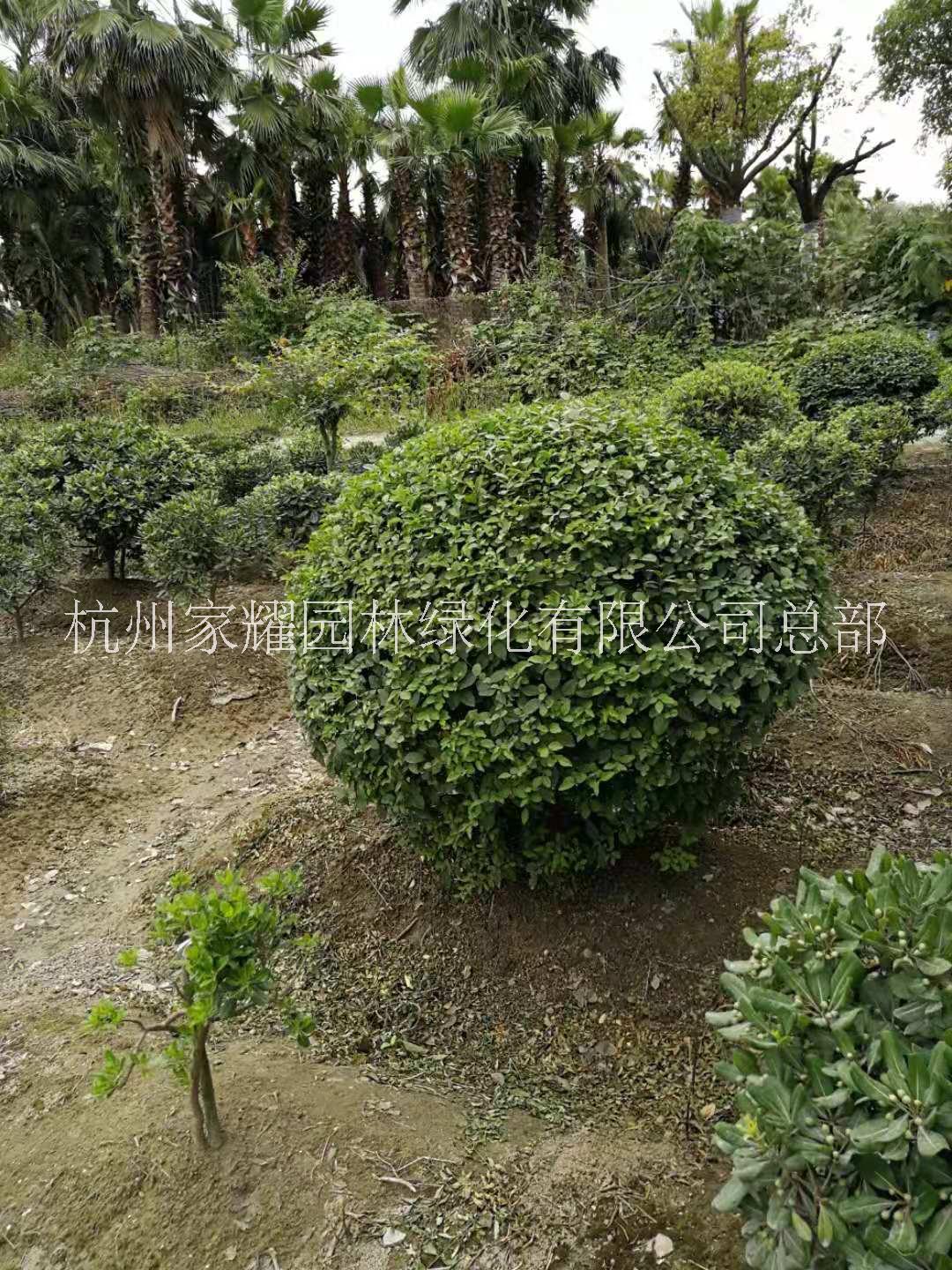 銀姬小蠟價格，銀姬小蠟批發(fā)，銀姬小蠟銷售，銀姬小蠟基地