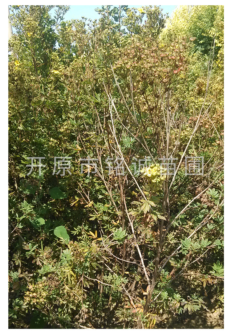 遼寧金老梅基地-遼寧金老梅批發(fā)價(jià)格-【開(kāi)原市銘誠(chéng)苗圃】