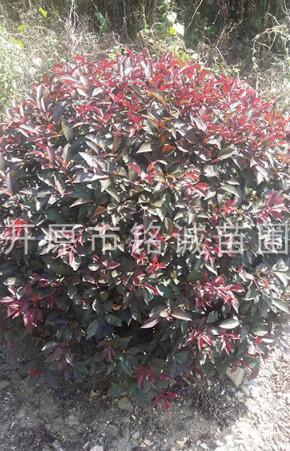 遼寧紅葉李球基地-遼寧紅葉李球批發(fā)價(jià)格-【開原市銘誠苗圃】