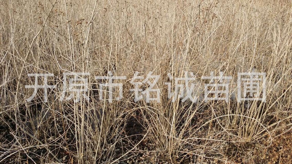 遼寧3-5分支山梅花基地-遼寧3-5分支山梅花批發(fā)價(jià)格-【開原市銘誠苗圃】