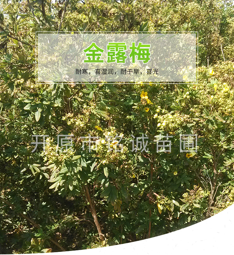 遼寧金老梅基地-遼寧金老梅批發(fā)價(jià)格-【開(kāi)原市銘誠(chéng)苗圃】