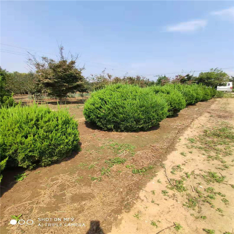 1米龍柏球@山東1米龍柏球種植基地批發(fā)價格