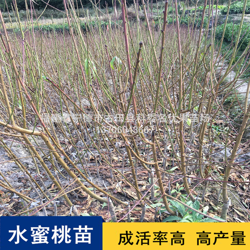 湖南水蜜桃苗基地直銷，湖南優(yōu)質(zhì)水蜜桃苗批發(fā)價，長沙水蜜桃苗種植基地電話