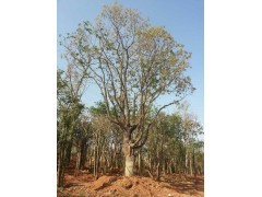 供應(yīng)湖北叢生樸樹，荊門樸樹京山樸樹 荊州樸樹價(jià)格