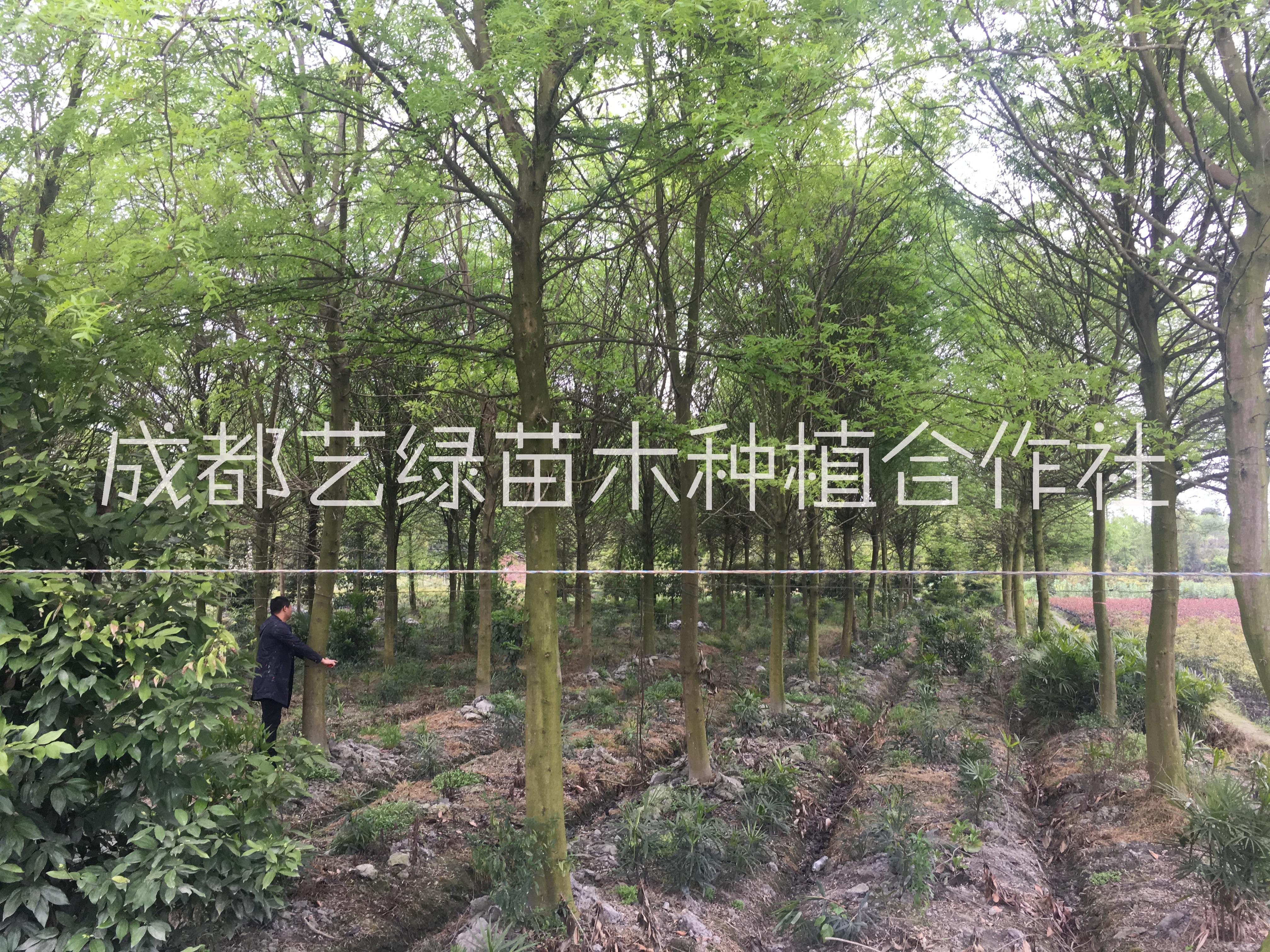 2020四川成都皂莢皂角基地直銷(xiāo)批發(fā)價(jià)格