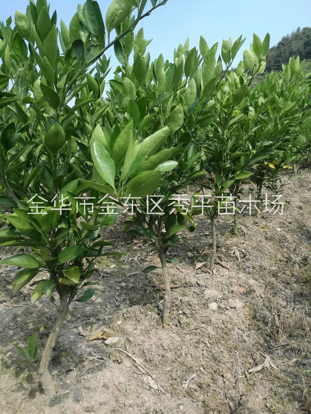 供應(yīng)由良特早熟柑橘苗 早熟桔子苗 由良特早種植供應(yīng)報(bào)價(jià) 浙江金華 由良特早供應(yīng)商