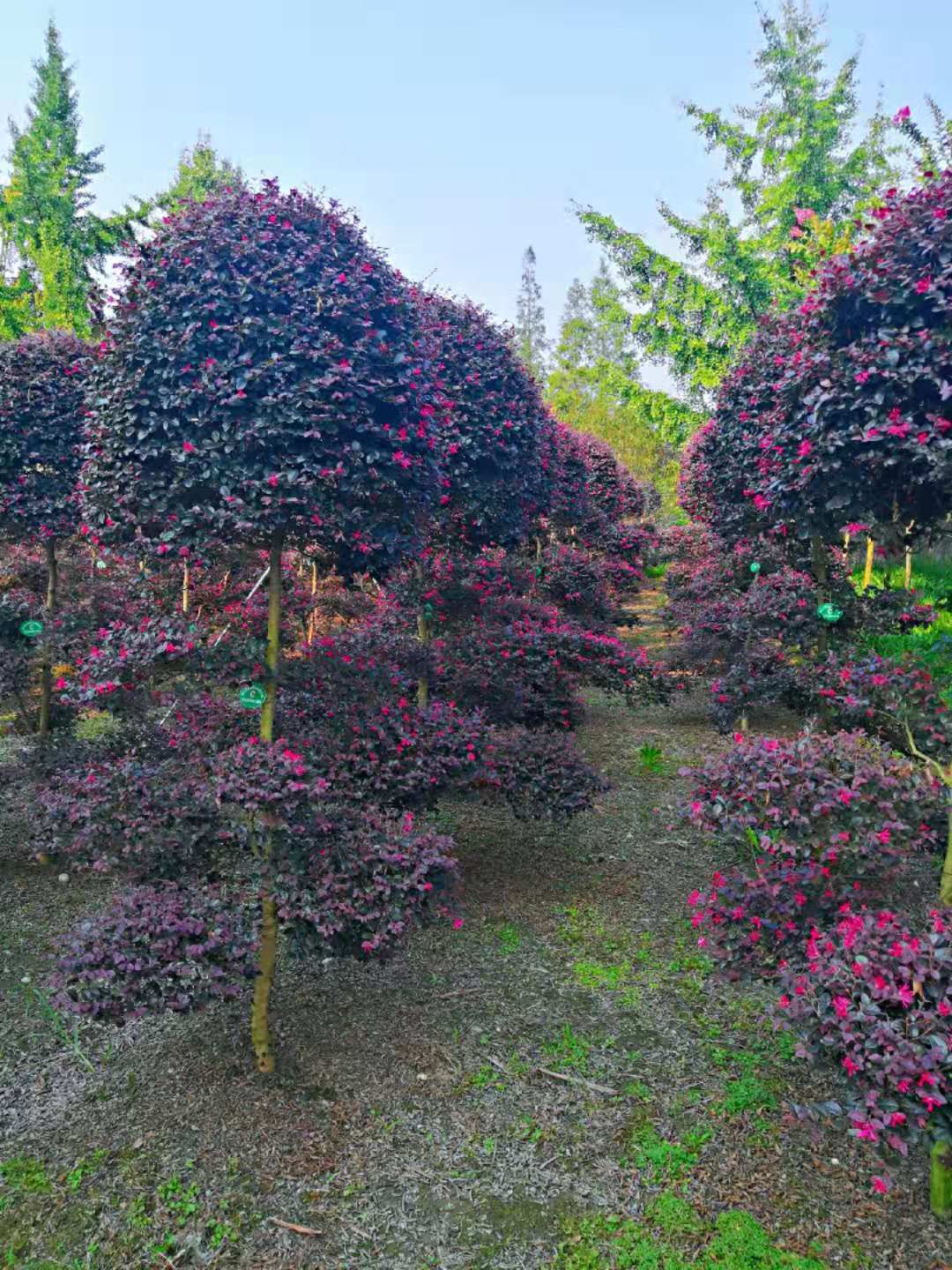 四川紅花繼木種植基地，四川紅花繼木種植基地批發(fā)商，四川紅花繼木種植基地價格