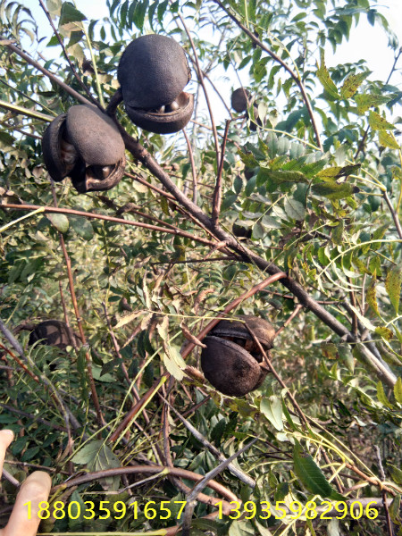 山西文冠果樹苗多少錢一棵文冠果樹苗哪里有，種植文冠果樹苗前景如何 文冠果樹苗當年結果文冠果