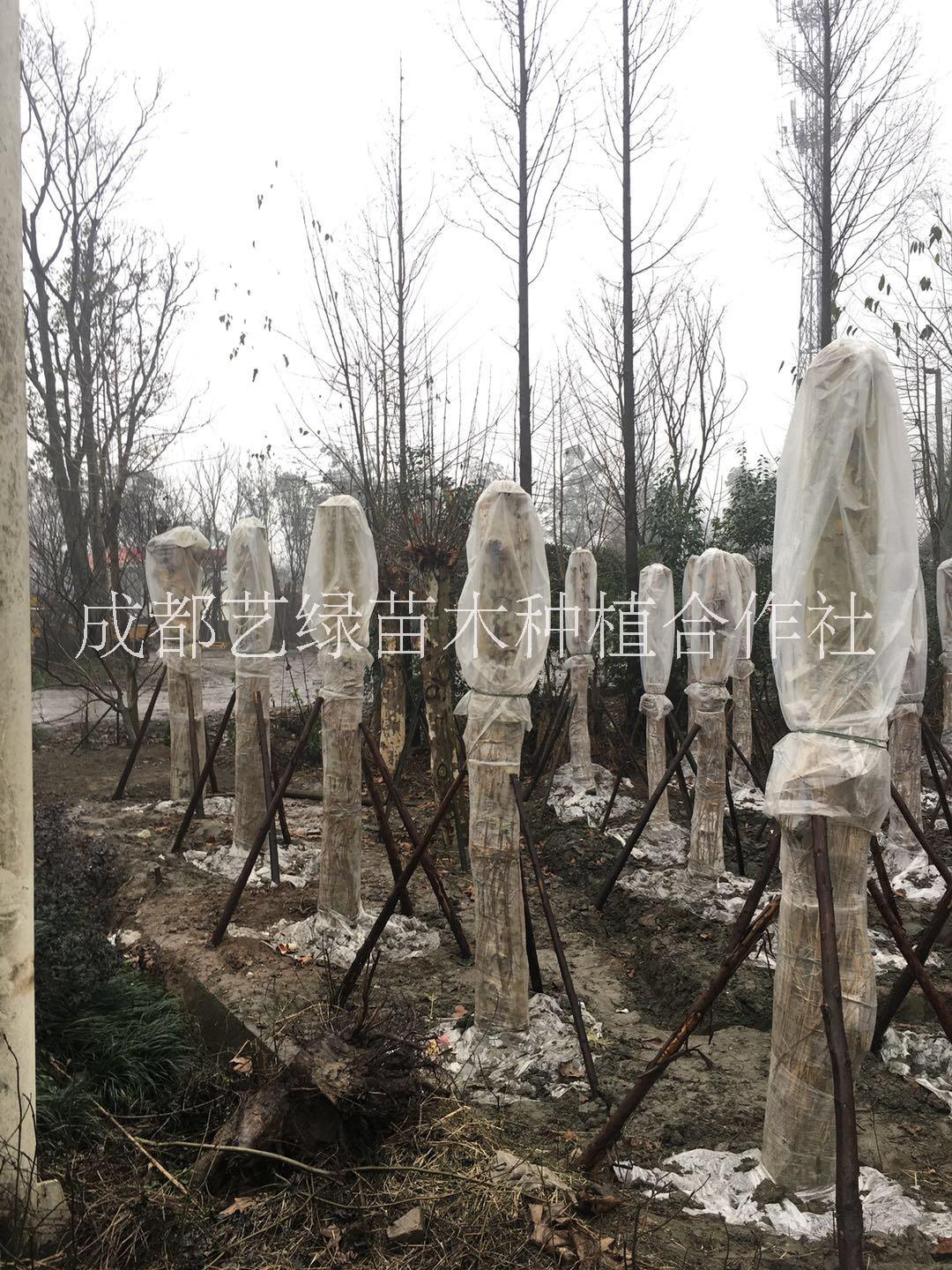 2020四川成都法國(guó)梧桐 基地直銷 批發(fā)價(jià)格