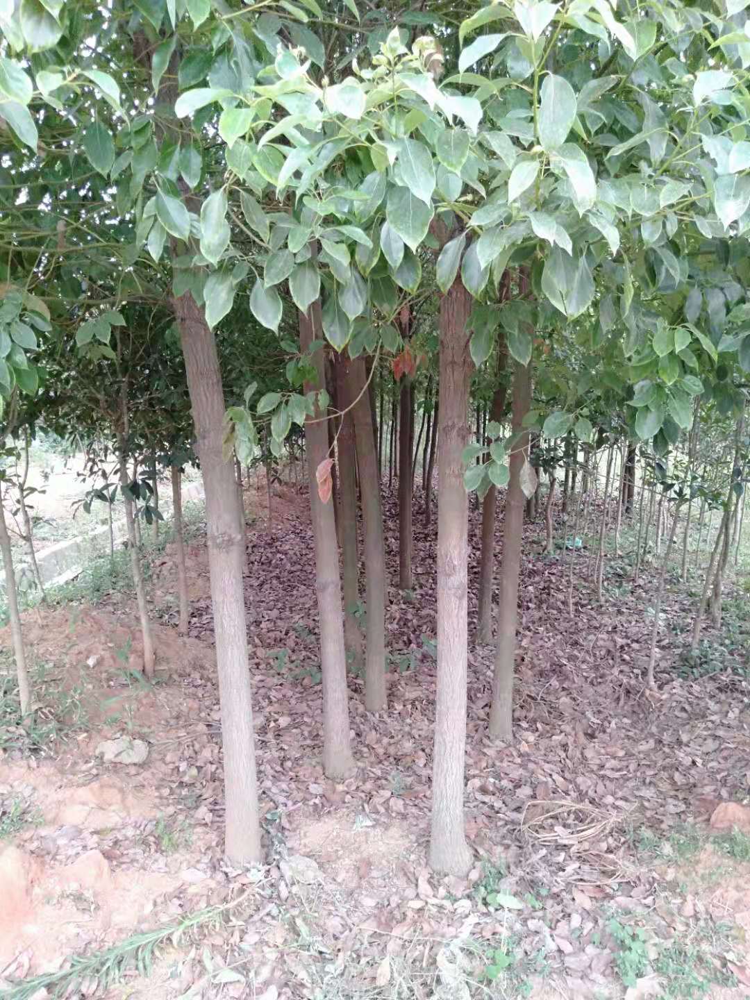 江西大葉香樟苗木基地供應(yīng)