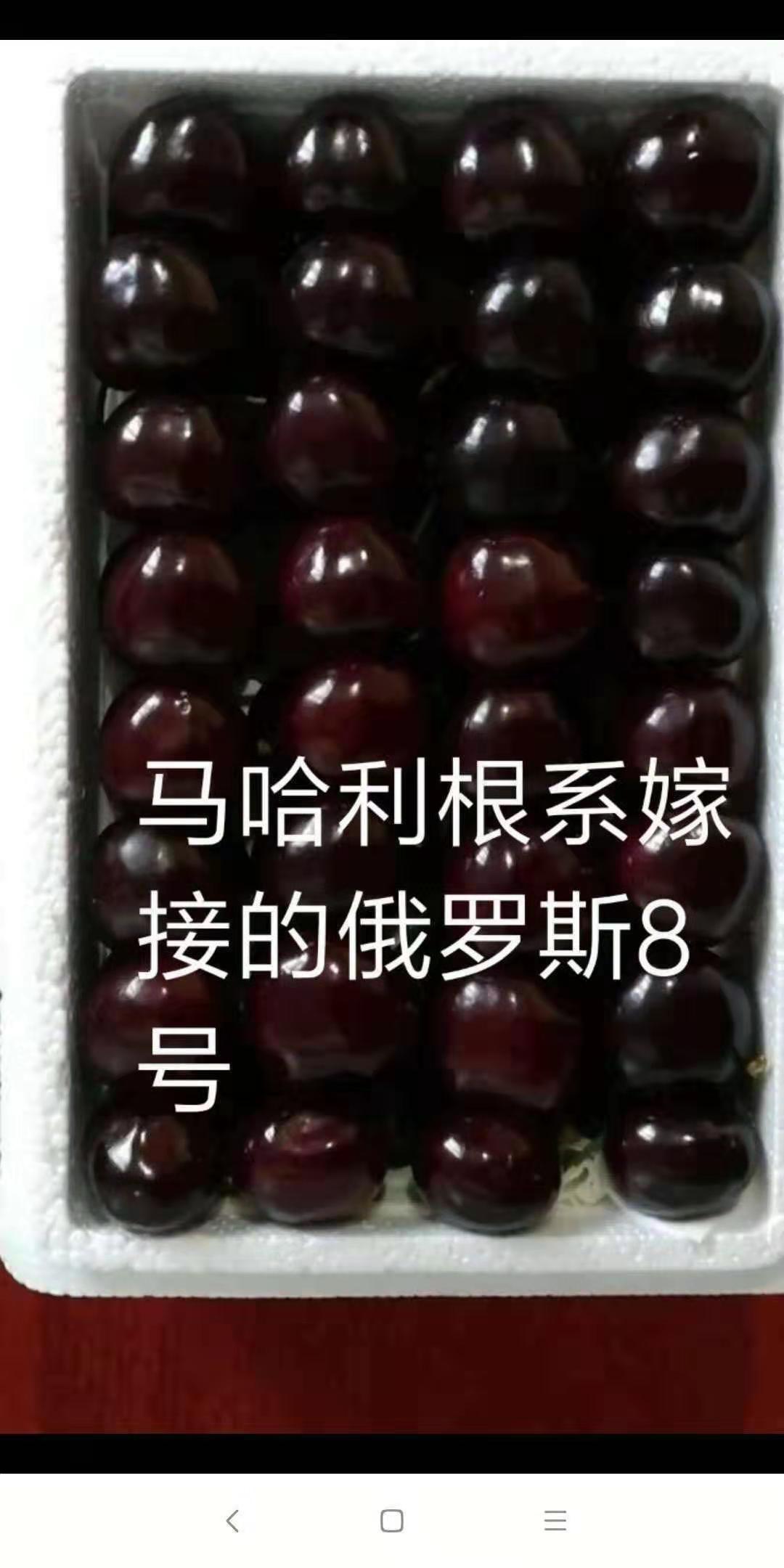 大連市俄羅斯8號櫻桃價格-批發(fā)俄羅斯8號櫻桃-櫻桃