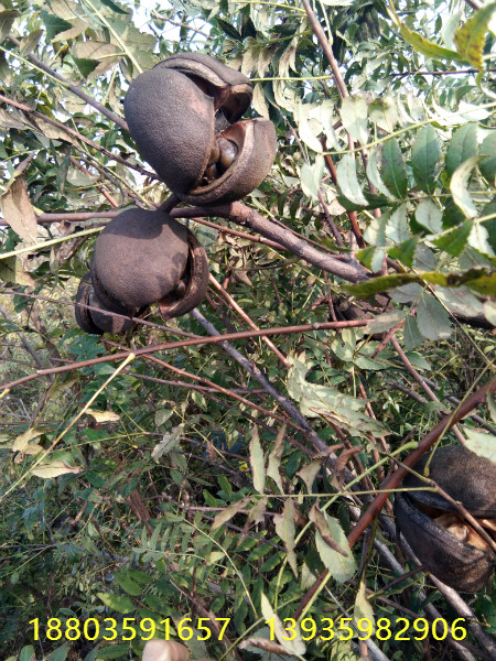 山西文冠果樹苗多少錢一棵文冠果樹苗哪里有，種植文冠果樹苗前景如何 文冠果樹苗當年結果文冠果