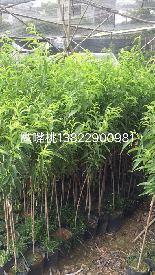 四川鷹嘴桃苗批發(fā)銷售 鷹嘴桃苗