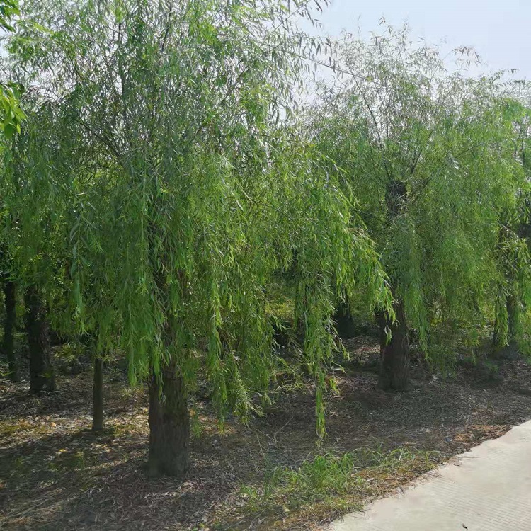 四川成都柳樹垂柳銷售 成都柳樹批發(fā) 四川垂柳供應(yīng)