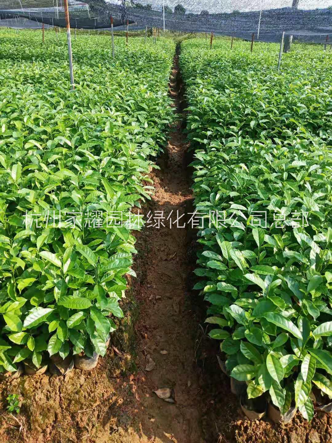 繡線菊種植，繡線菊價(jià)格，繡線菊銷售，繡線菊批發(fā)