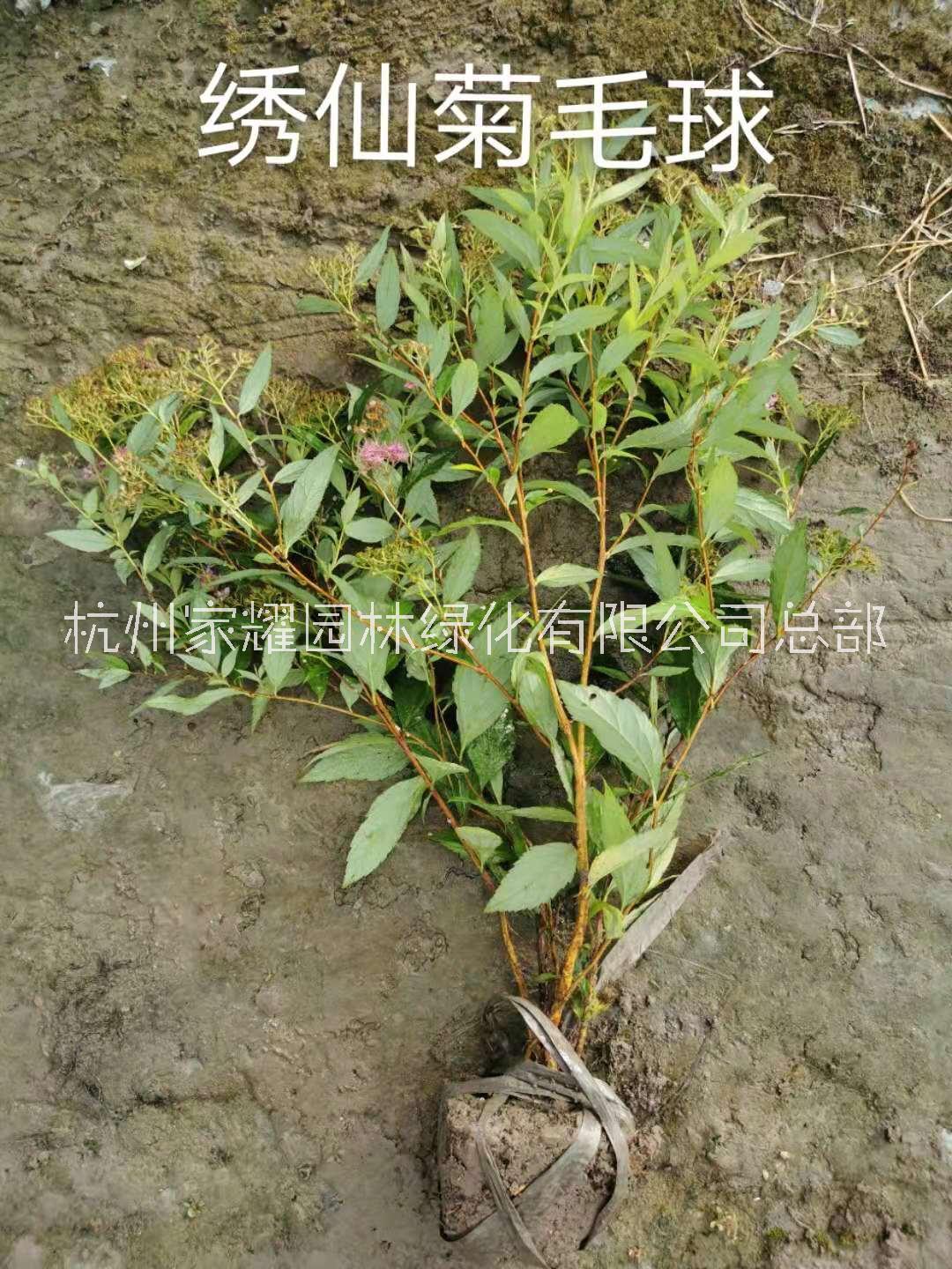 繡線菊種植，繡線菊價(jià)格，繡線菊銷售，繡線菊批發(fā)