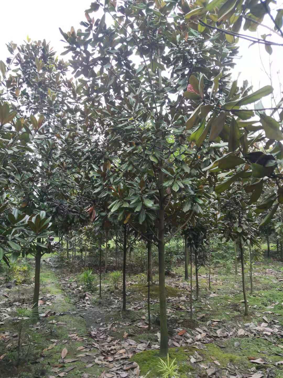 成都廣玉蘭銷售 四川廣玉蘭供應 成都廣玉蘭批發(fā)