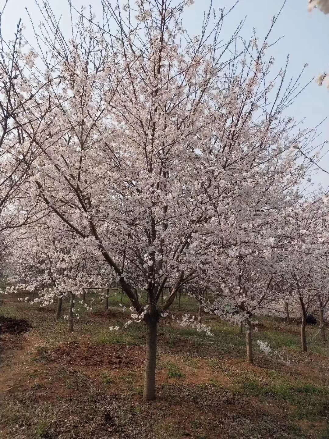自產(chǎn)自銷櫻花樹