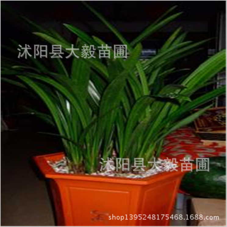 江蘇蘭花室內(nèi)盆栽廠家-供應(yīng)商-批發(fā)