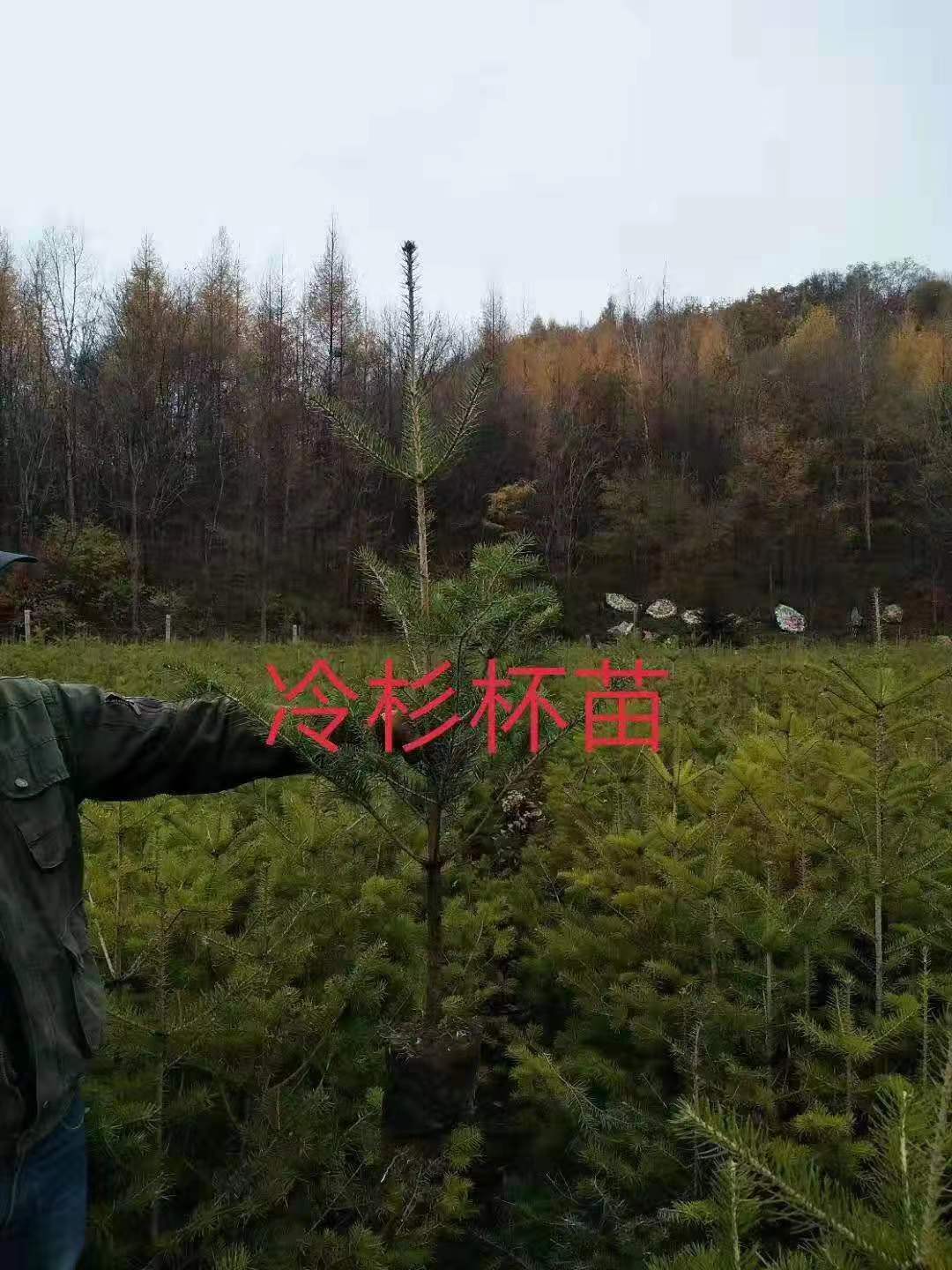 東北冷杉杯苗 冷杉小苗 綠化苗木 批發(fā)  東北冷杉杯苗，冷杉杯苗