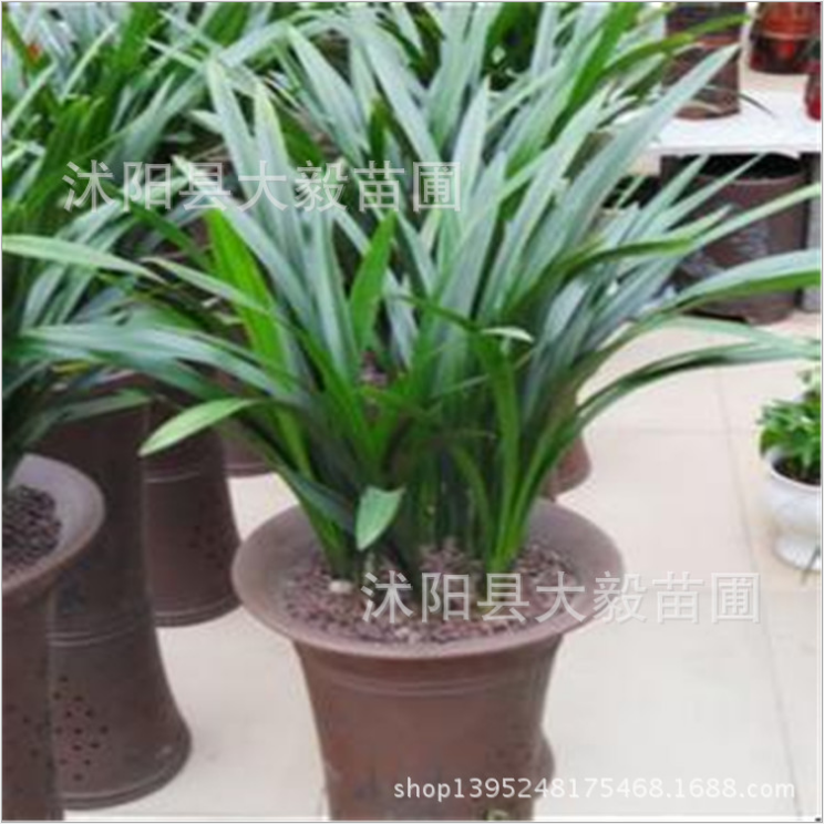 江蘇蘭花室內(nèi)盆栽廠家-供應(yīng)商-批發(fā)