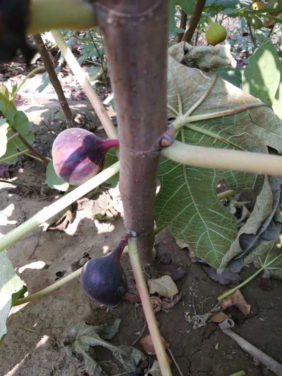 無花果-苗木價(jià)格-批發(fā)-報(bào)價(jià)-基地