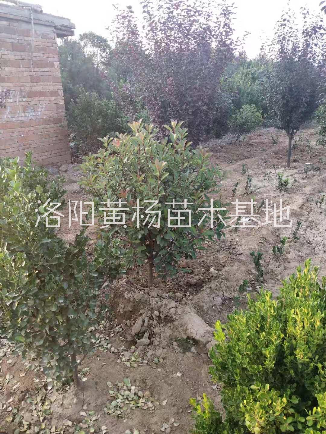 批發(fā)紅葉石楠80毛球-各種規(guī)格紅葉石楠價(jià)格-河南苗圃基地