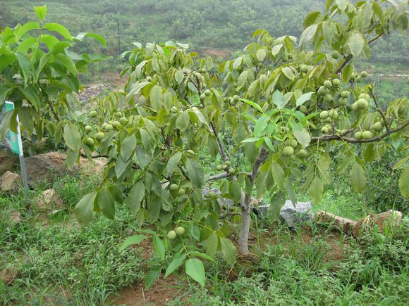 香玲核桃苗價(jià)格_報(bào)價(jià)_價(jià)錢(qián)【泰安開(kāi)發(fā)區(qū)誠(chéng)森園藝場(chǎng)】 香玲核桃苗基地