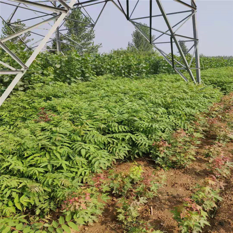 紅油香椿入棚產(chǎn)量高易成活無蟲害暢購無憂好貨價低