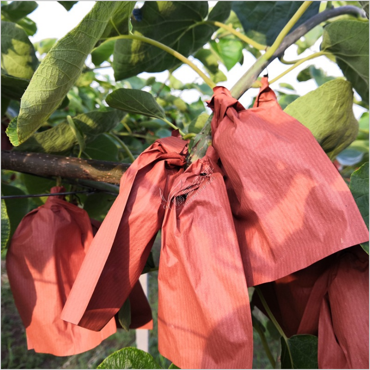 四川紅陽獼猴桃果袋廠家-供應(yīng)商-批發(fā)