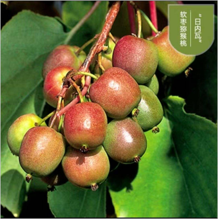 四川獼猴桃樹苗廠家-供應(yīng)商-批發(fā)