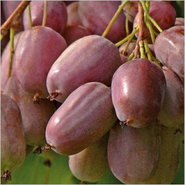 四川獼猴桃樹苗廠家-供應(yīng)商-批發(fā)