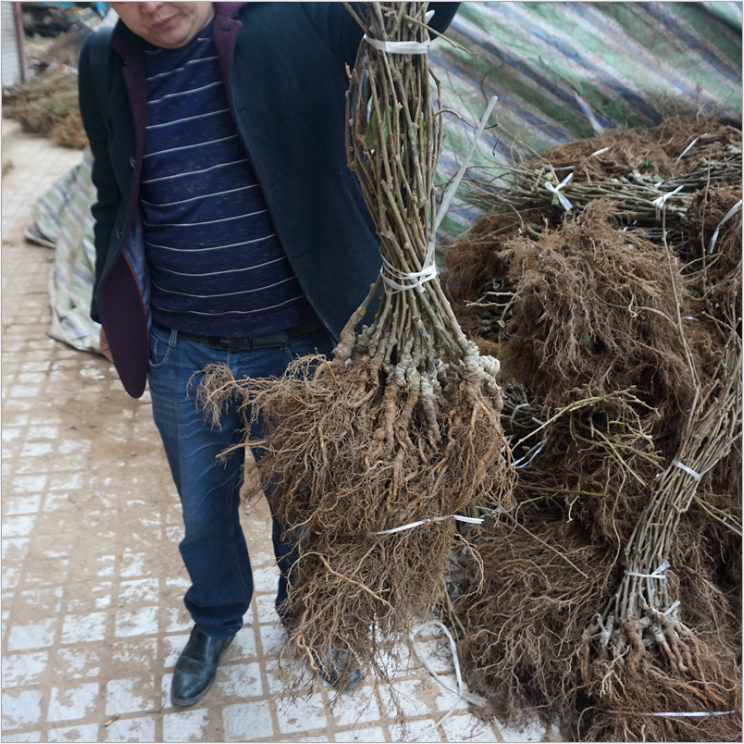 四川徐香獼猴桃苗廠家-供應(yīng)商-批發(fā)