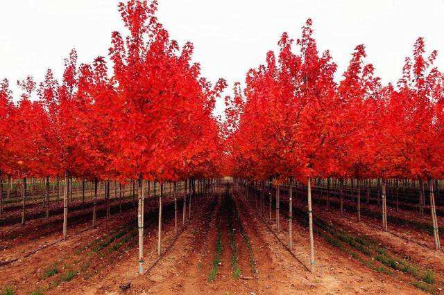 山東美國(guó)紅楓批發(fā)價(jià)格