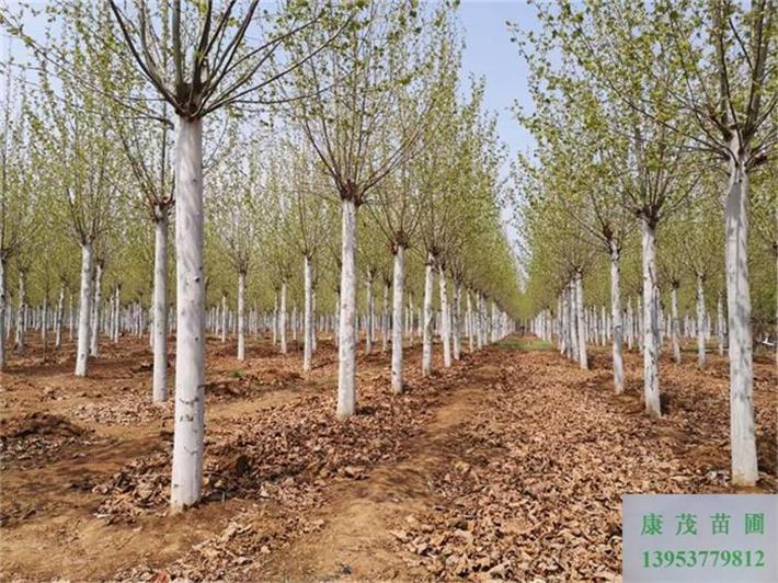 李營(yíng)9公分法桐直徑9公分法桐優(yōu)惠價(jià)格