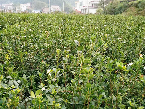 兩年生嫁接油茶苗基地 生產(chǎn)
